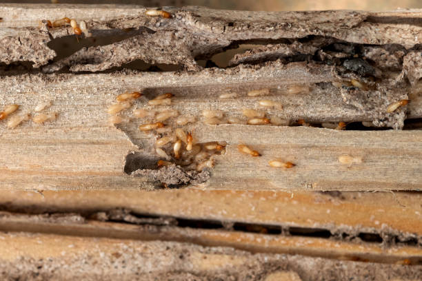 Best Pest Inspection Near Me  in Okemos, MI